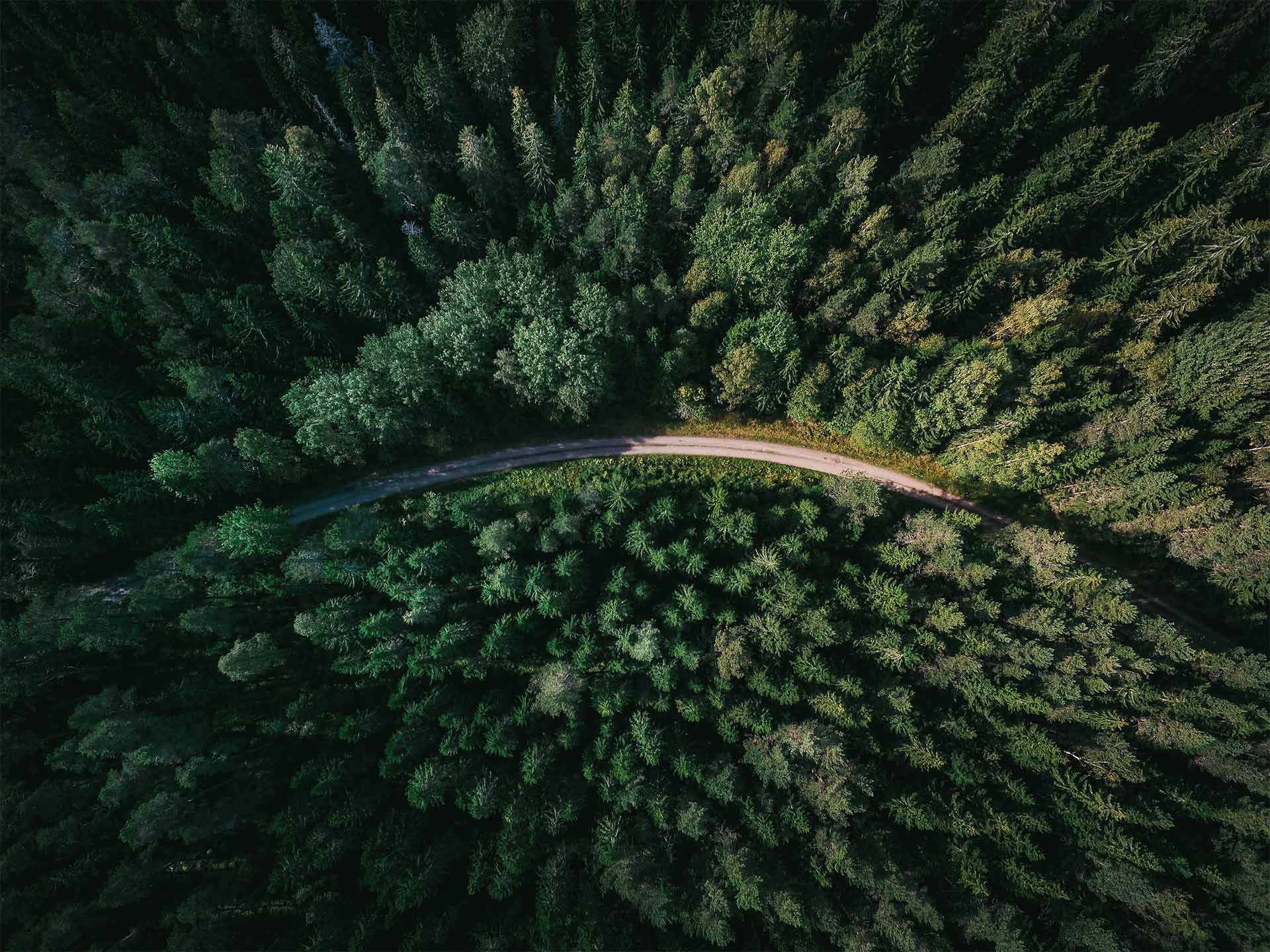 Forest road